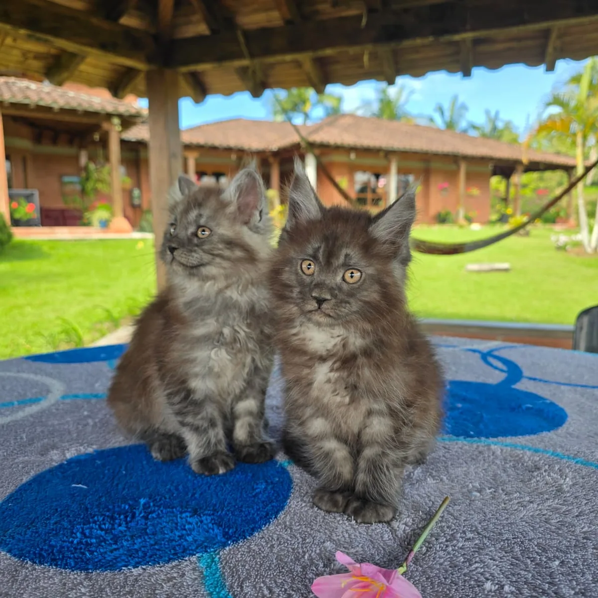 Camada de Maine Coon con pedigree TICA disponible en Colombia