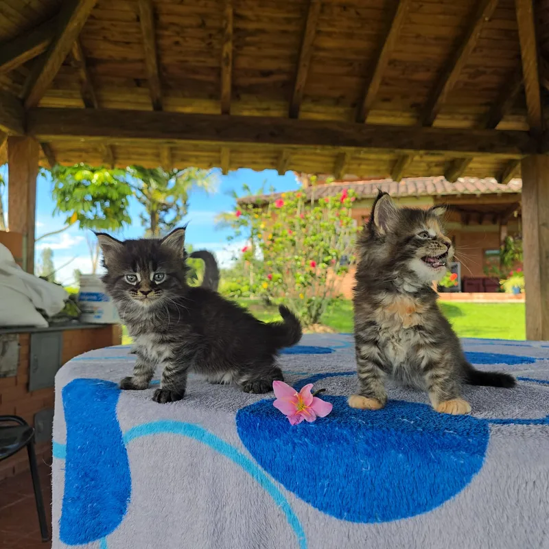Dos gatitos Maine Coon en el criadero Mascooriente