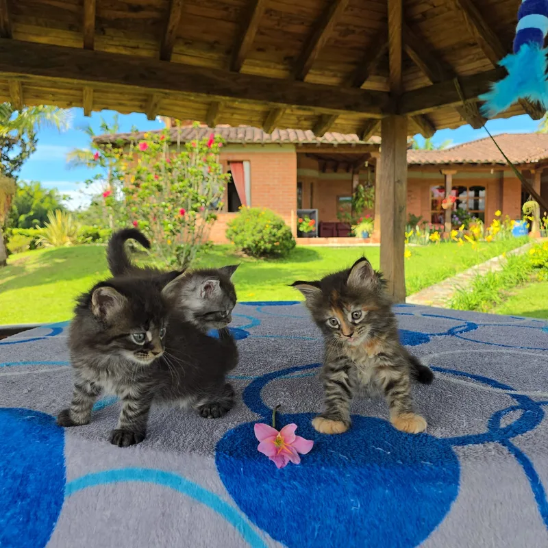 Tres gatitos Maine Coon de la camada disponible