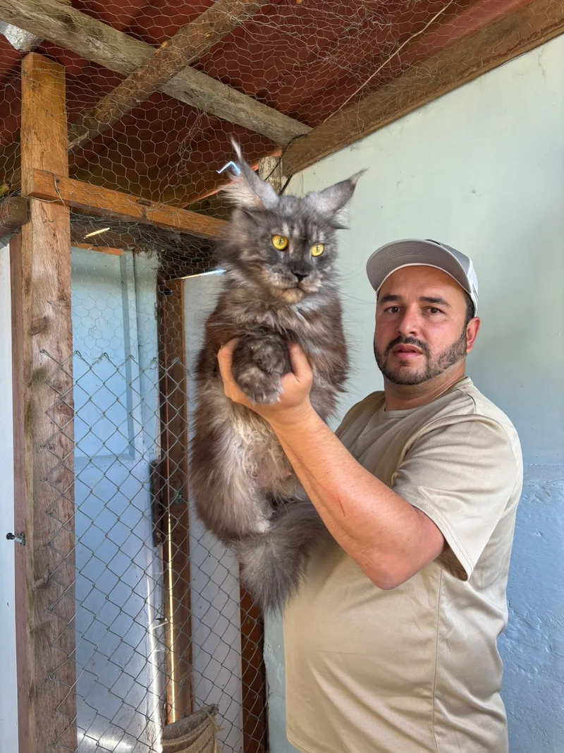 Maine Coon adulto mostrando su gran tamaño en el criadero Mascooriente