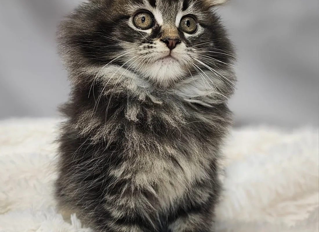Camada de gatitos de raza pura — Mascooriente