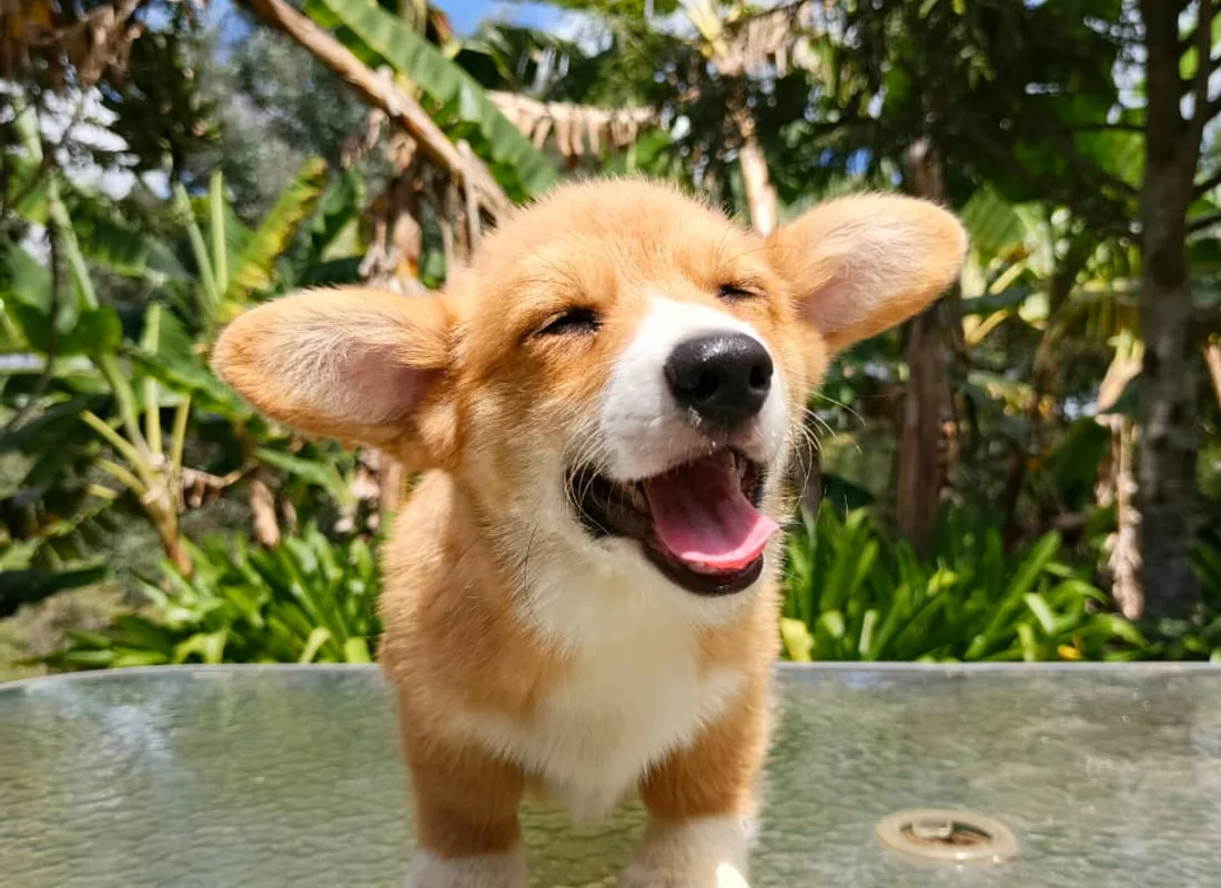 Camada de cachorros de raza pura — Mascooriente