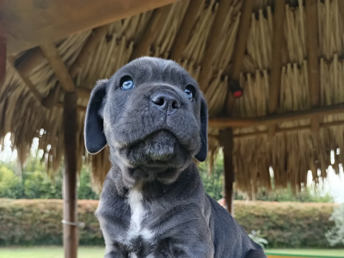 Cane Corso de raza pura de Mascooriente