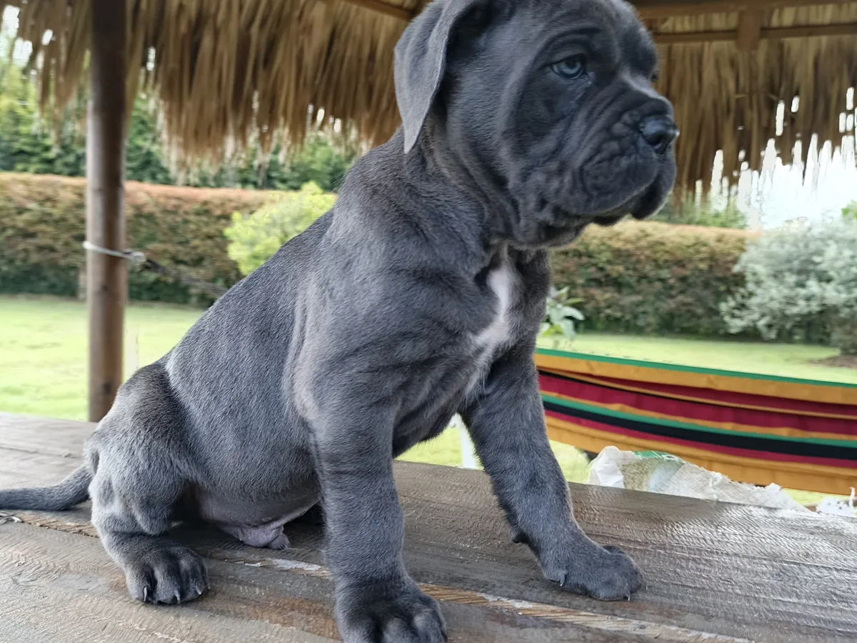 Cane Corso de raza pura de Mascooriente