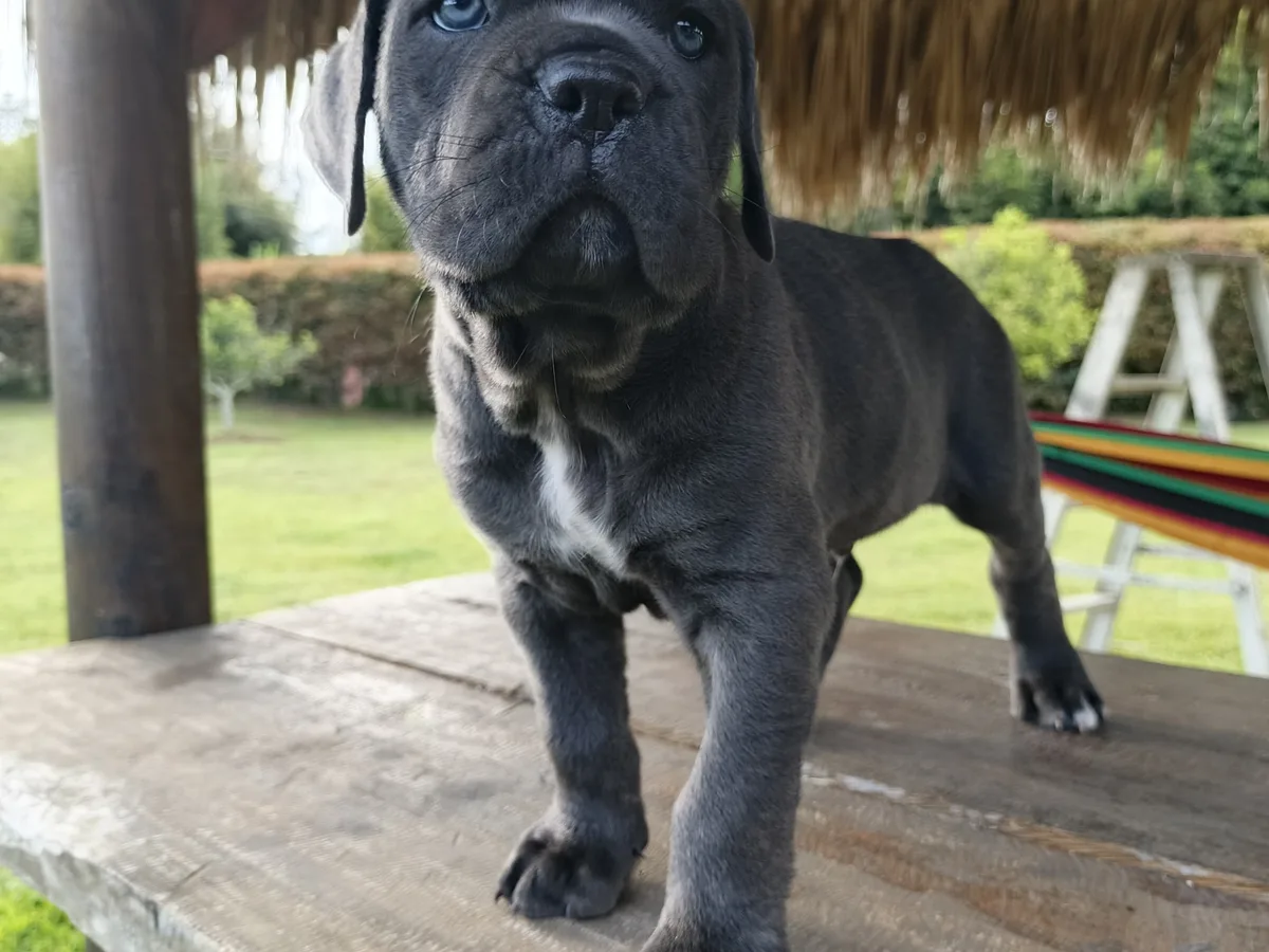 Cane Corso de raza pura de Mascooriente