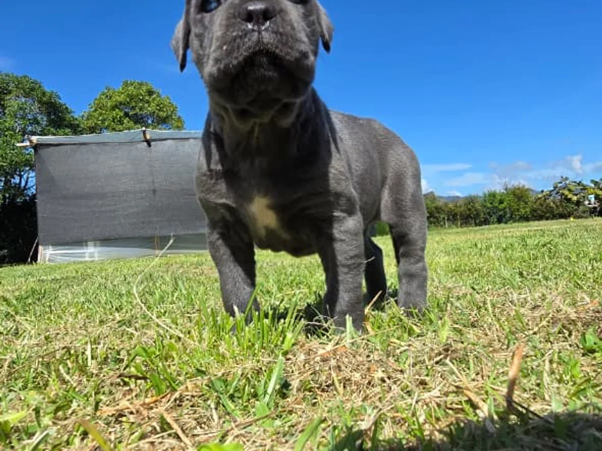 Cane Corso de raza pura de Mascooriente