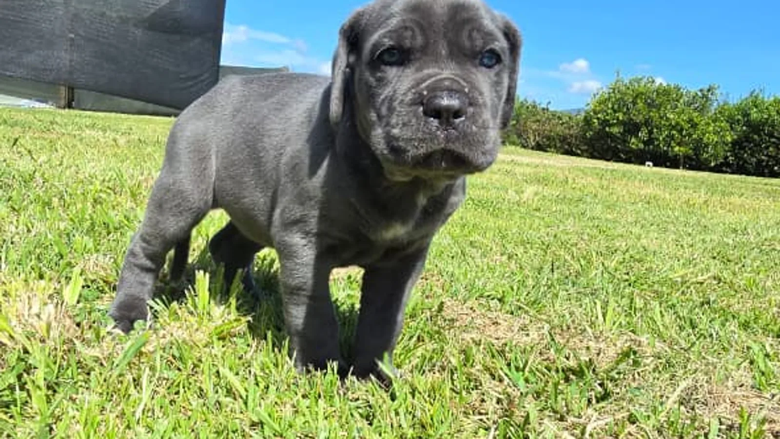 Cane Corso de raza pura de Mascooriente