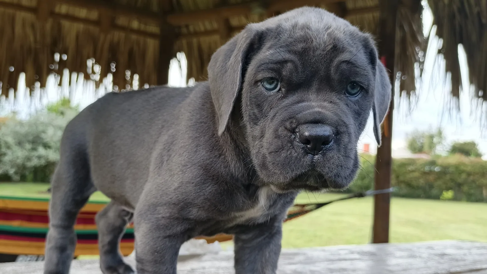 Cane Corso de raza pura — Mascooriente