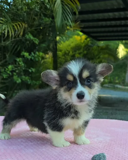 Cachorro Corgi Pembroke tricolor caminando sobre la manta en el jardín
