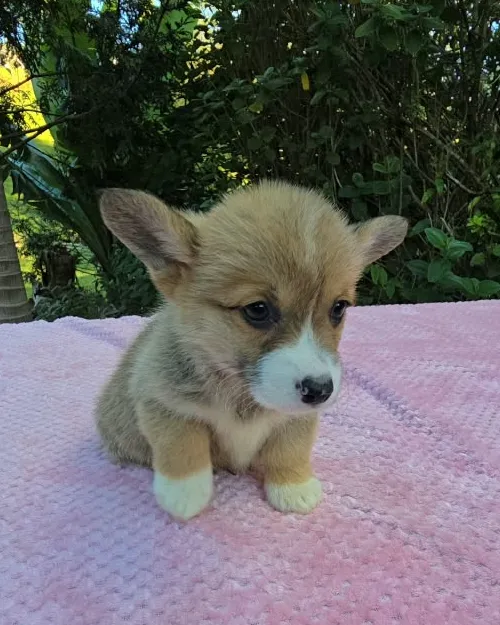 Cachorro Corgi rojo con blanco sentado mirando a la cámara