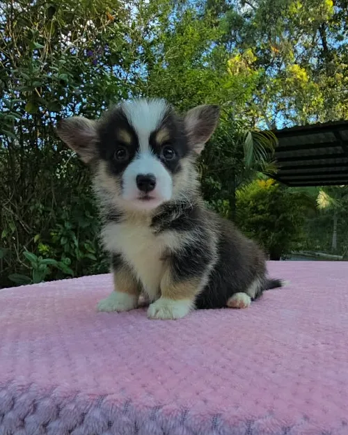 Cachorro Corgi tricolor sentado con la cara blanca y orejas grandes