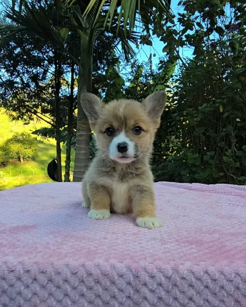 Cachorro Corgi rojo sentado en el jardín del criadero en Rionegro