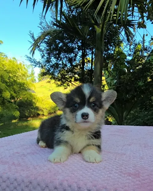 Cachorro Corgi tricolor echado con las patas delanteras estiradas