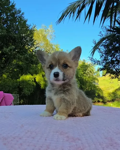 Cachorro Corgi rojo con blanco frente a palmeras y cielo azul