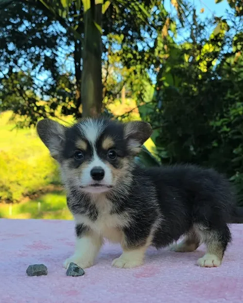 Cachorro Corgi Pembroke tricolor de pie de perfil