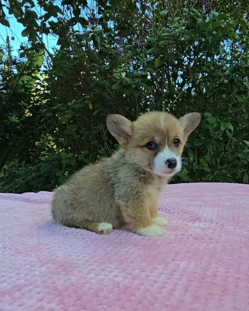 Cachorro Corgi rojo sentado de lado sobre la manta rosada