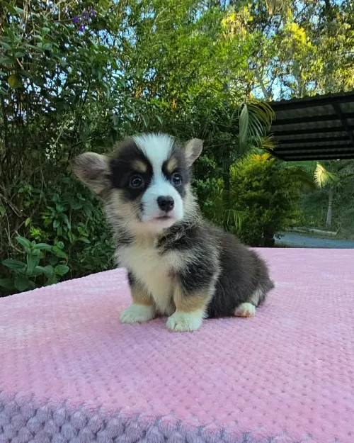 Cachorro Corgi tricolor sentado con mirada atenta