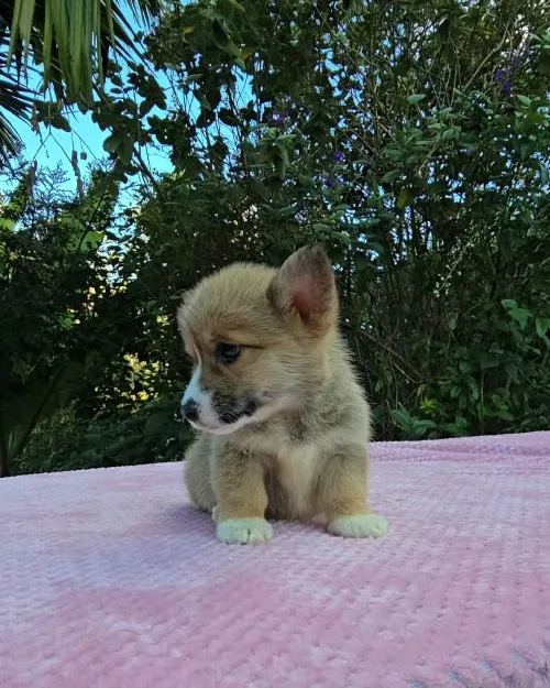 Cachorro Corgi rojo mirando hacia un lado