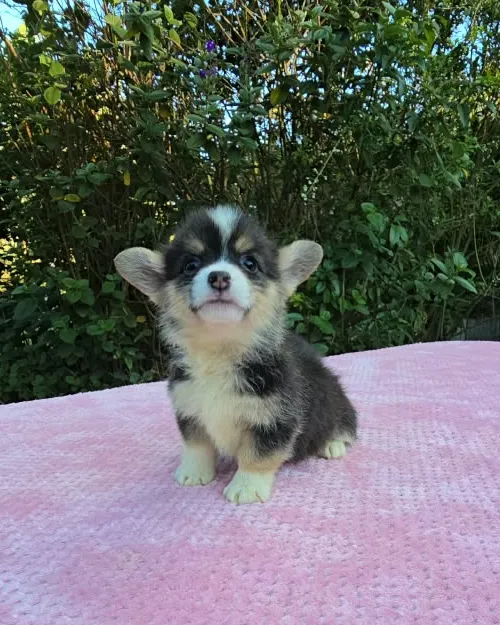 Cachorro Corgi tricolor sentado de frente con la lengua afuera