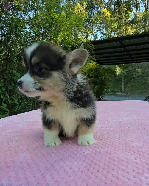 Cachorro Corgi tricolor de perfil con las orejas paradas
