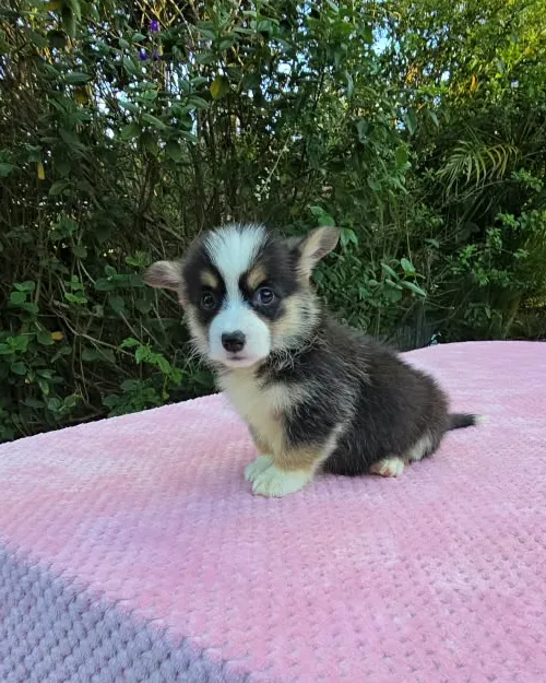 Cachorro Corgi tricolor sentado con fondo de árboles