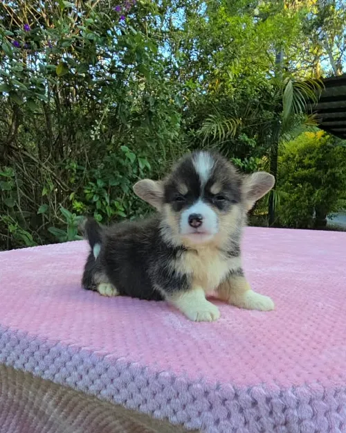 Cachorro Corgi tricolor echado sobre la manta en el jardín