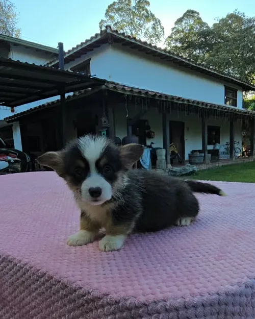 Cachorro Corgi tricolor frente a la casa de la finca de Mascooriente