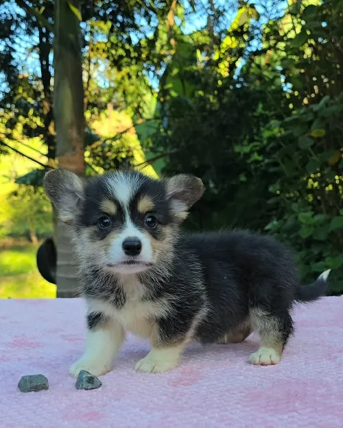 Cachorro Corgi Pembroke tricolor caminando hacia la cámara