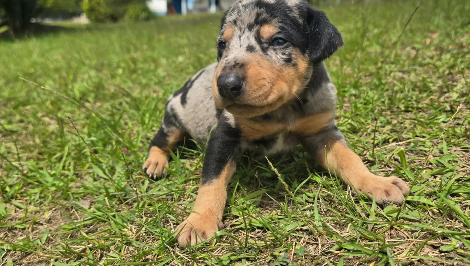 Cachorro Doberman Merle sobre el pasto de Mascooriente
