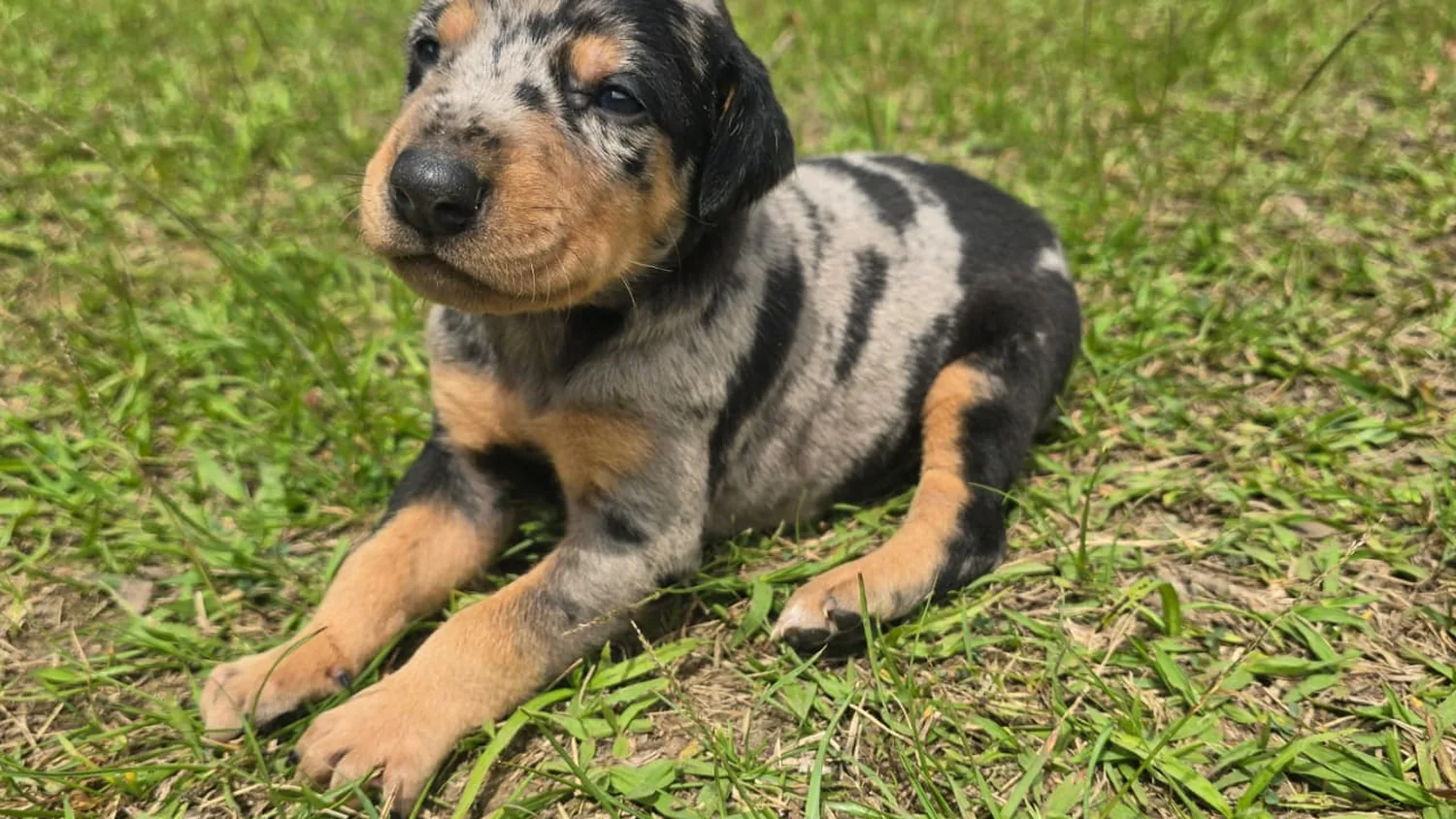 Doberman Merle de color exótico — Mascooriente