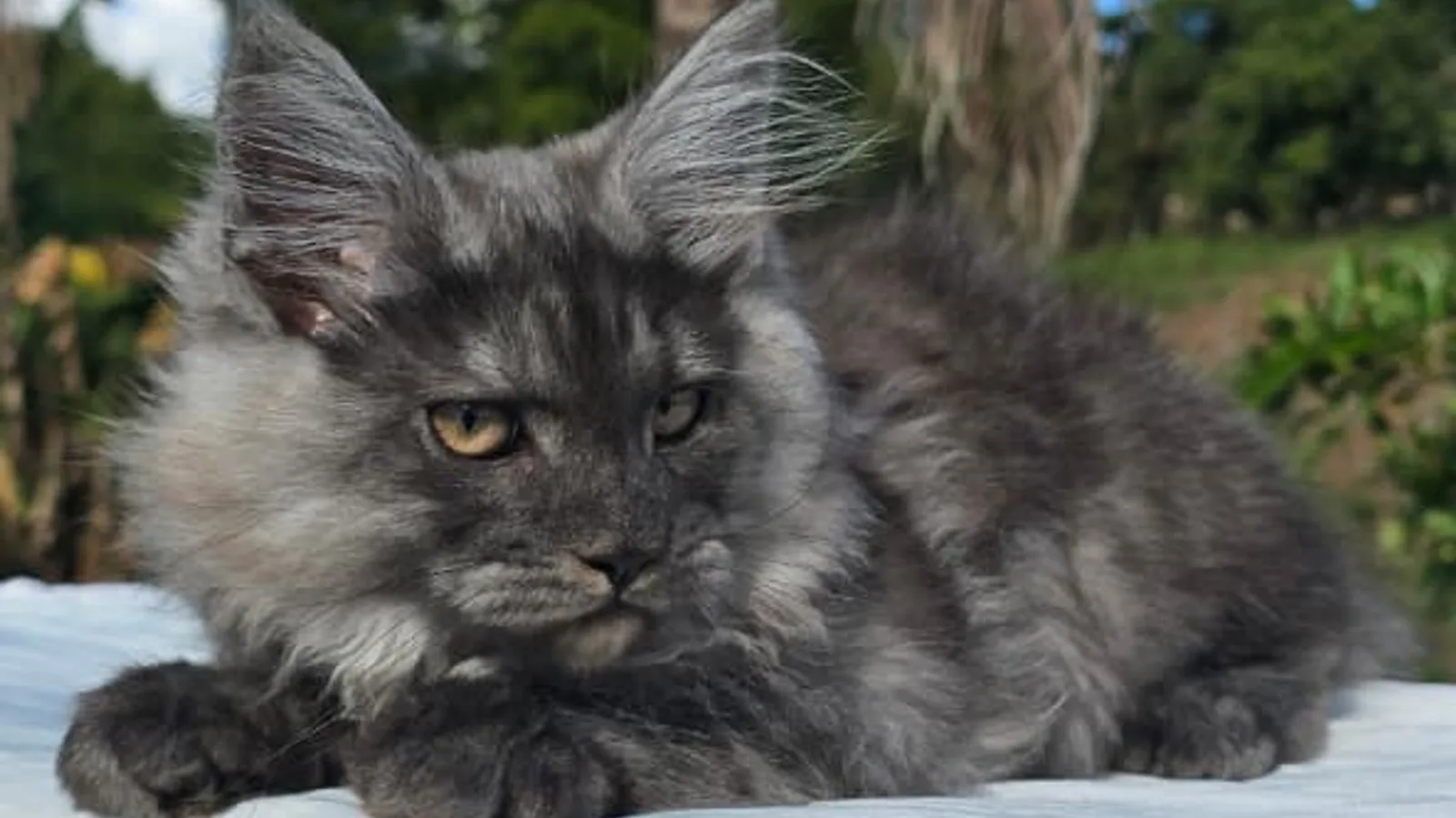 Maine Coon de raza pura de Mascooriente
