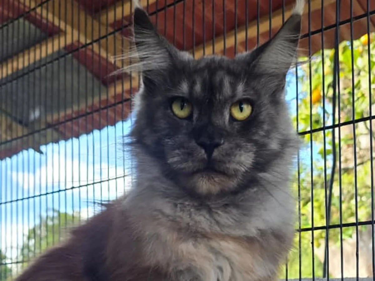 Maine Coon de raza pura de Mascooriente