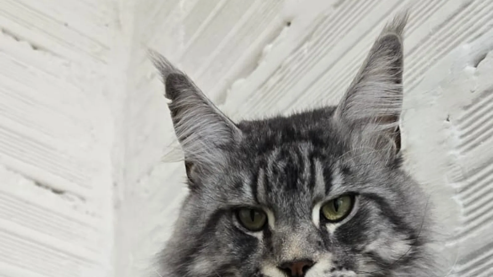 Maine Coon de raza pura — Mascooriente