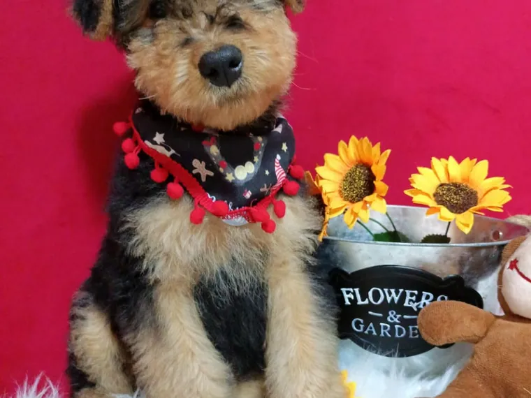 Airedale Terrier — carácter y personalidad