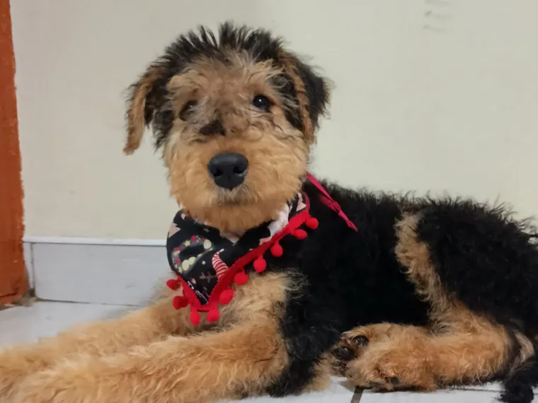 Airedale Terrier — cuidados