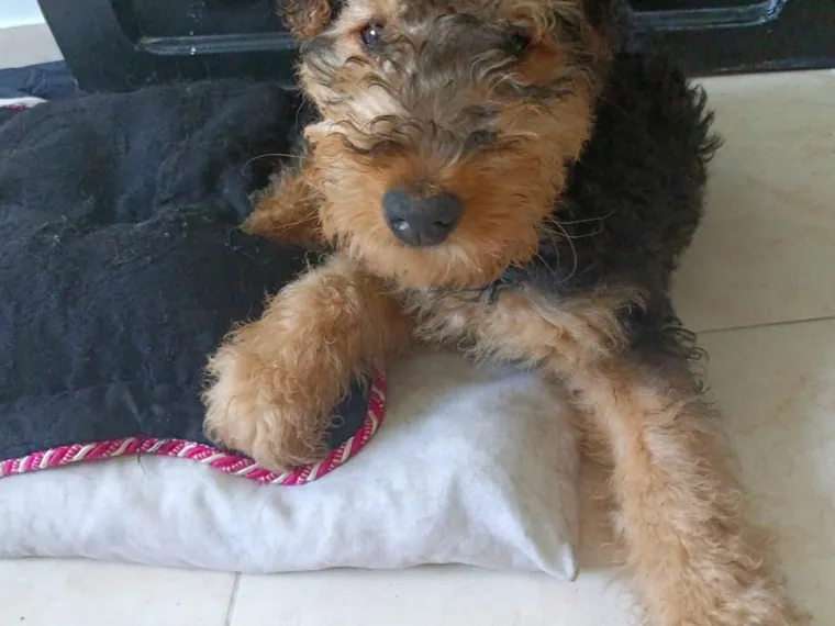 Airedale Terrier de raza pura en casa — Mascooriente