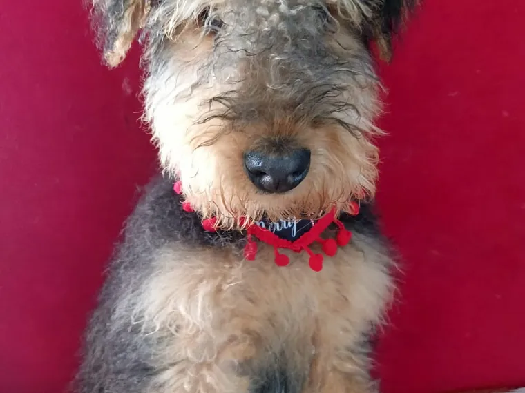 Airedale Terrier de raza pura — Mascooriente