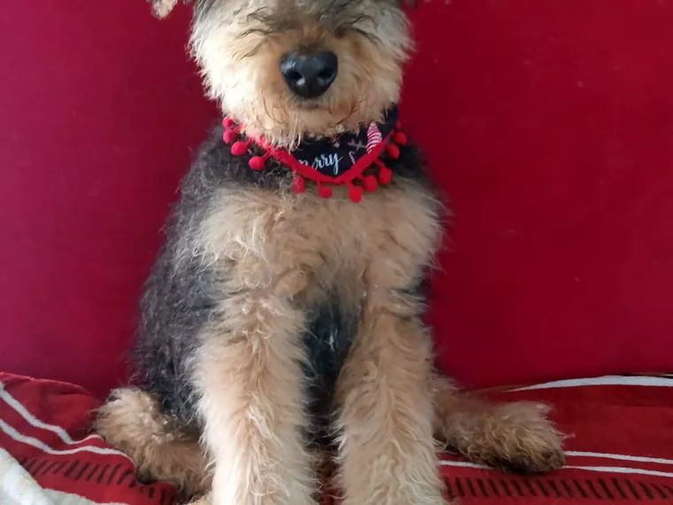 Airedale Terrier de raza pura — Mascooriente