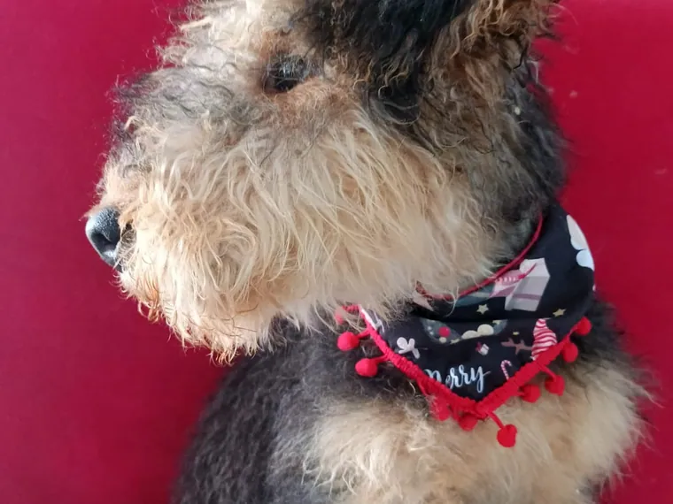 Airedale Terrier de raza pura — Mascooriente