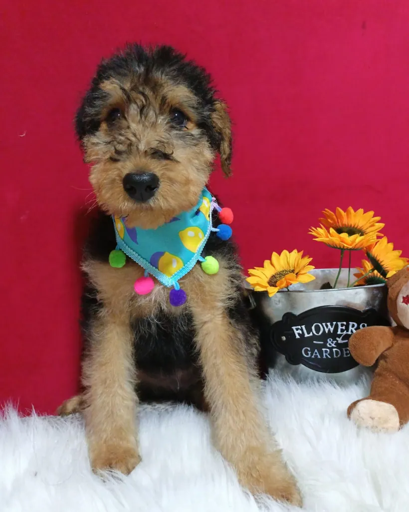Airedale Terrier de raza pura — Mascooriente