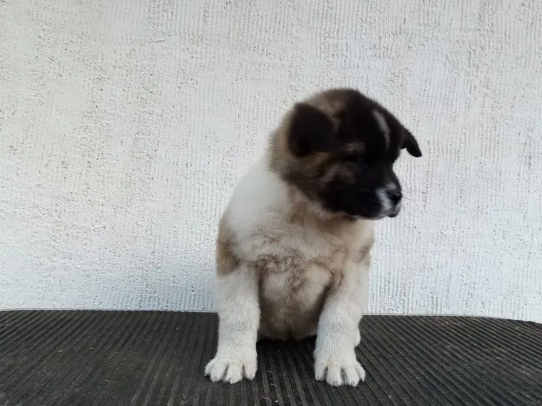Akita Americano — carácter y personalidad