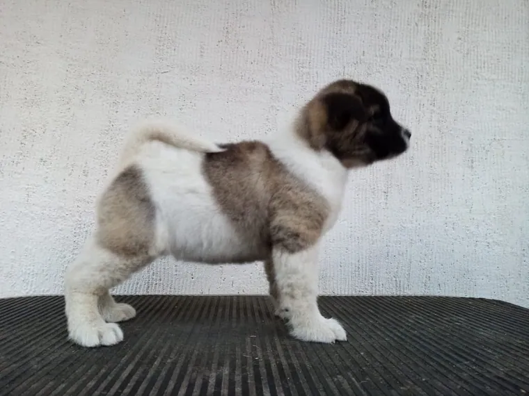 Akita Americano — cuidados