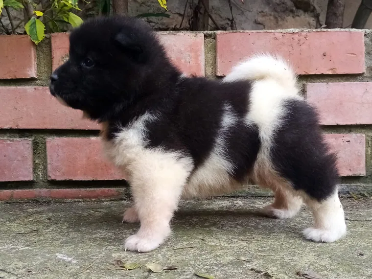 Akita Americano de raza pura en casa — Mascooriente