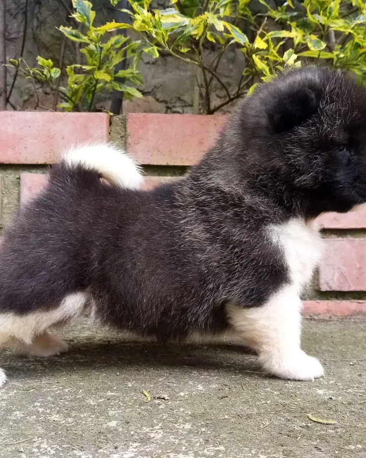 Akita Americano de raza pura — Mascooriente