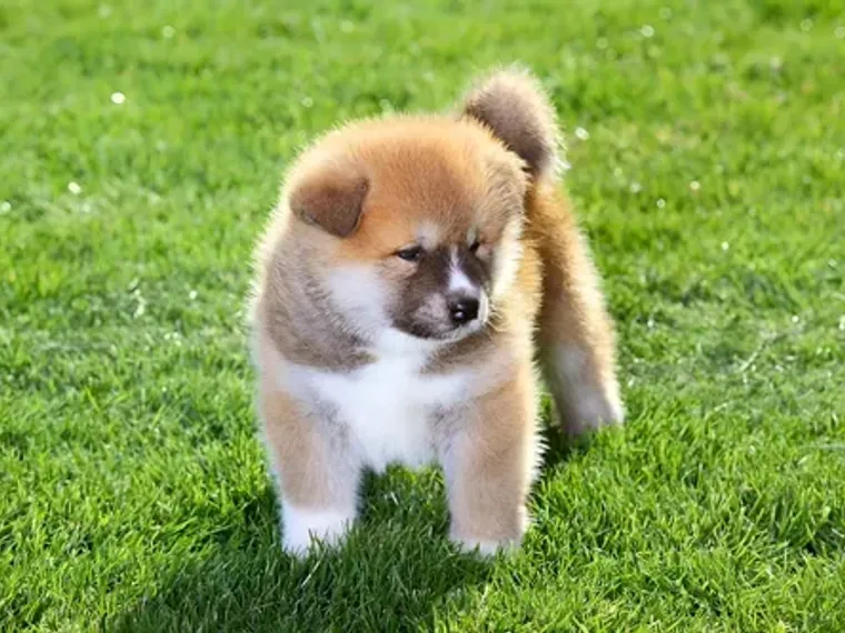 Akita Inu — carácter y personalidad