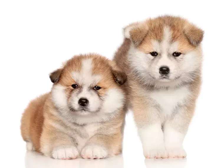 Akita Inu — cuidados
