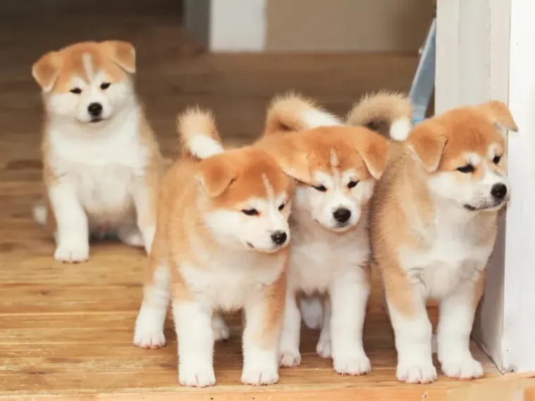 Akita Inu de raza pura en casa — Mascooriente