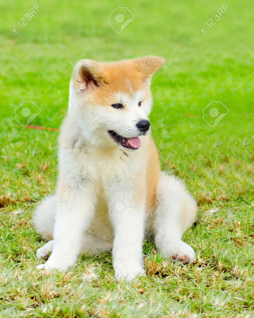 Akita Inu de raza pura — Mascooriente