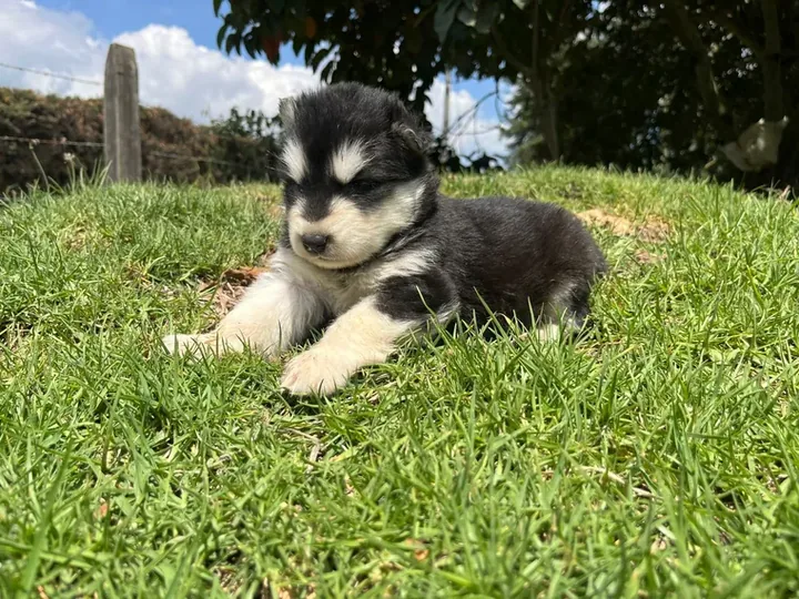 Alaskan Malamute — carácter y personalidad
