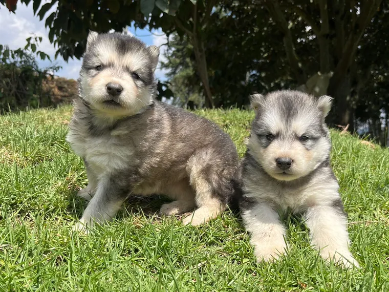 Alaskan Malamute — cuidados
